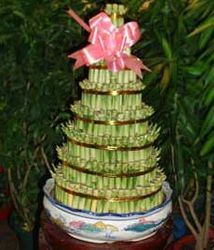 Lucky Bamboo