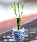 Lucky Bamboo
