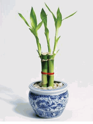 Lucky Bamboo