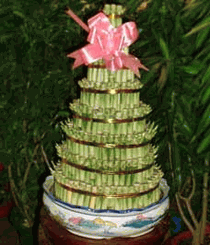 Lucky Bamboo