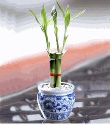 Lucky Bamboo