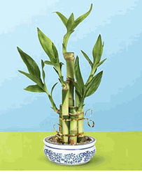Lucky Bamboo