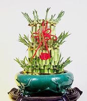 Lucky Bamboo 3 Layer