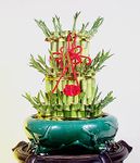 Lucky Bamboo 3 Layer