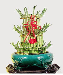 Lucky Bamboo 3 Layer