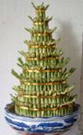 Lucky Bamboo 8 layers