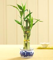 Lucky Bamboo small