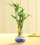 Lucky Bamboo small
