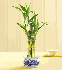 Lucky Bamboo small