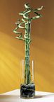 Lucky Bamboo Zen Arrangement 