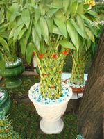 Lucky plants arrangements 2 pots