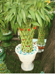 Lucky plants arrangements 2 pots