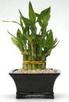 Lucky Pyramid Bamboo Bonsai