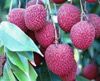 Lychee, Litchie (Tr�i Vải)