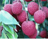 Lychee, Litchie (Tr�i Vải)