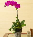 Magenta Orchid Medley 