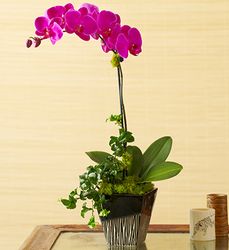 Magenta Orchid Medley 