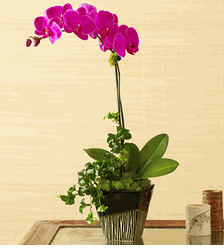 Magenta Orchid Medley 