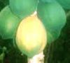 malakor, loko, ma kuai thet (�u �ủ) - Carica papaya