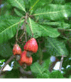 mamuang letlor (Tr�i �iều