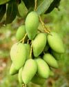 Mango (Xoi) - Mangifera indica