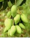 Mango (Xo�i) - Mangifera indica