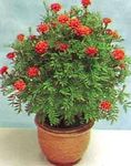 Marigold ( 2 Pots) 