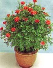 Marigold ( 2 Pots) 