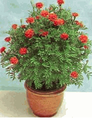 Marigold ( 2 Pots) 