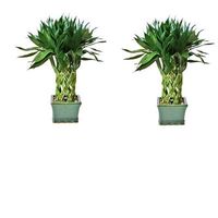 Medium Lucky Bamboo Tree, Pillar Arrangement (more 36-cane