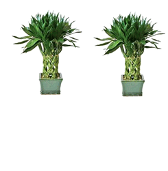Medium Lucky Bamboo Tree, Pillar Arrangement (more 36-cane