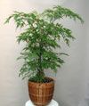 Ming Plant