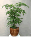 Ming Plant