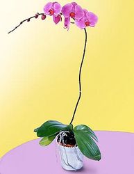 Mini Lavender Phalaenopsis Orchid