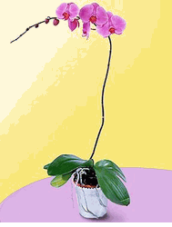 Mini Lavender Phalaenopsis Orchid