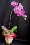 Mini Orchids