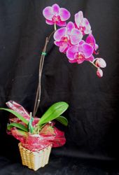 Mini Orchids