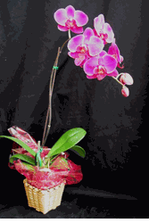 Mini Orchids