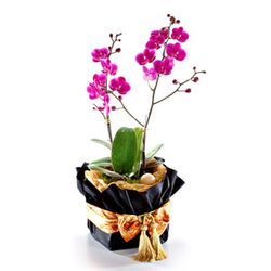 Mini Orchids Phalaenopsis