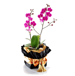 Mini Orchids Phalaenopsis