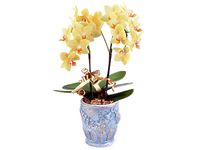 Mini-Phalaenopsis