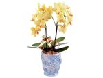 Mini-Phalaenopsis