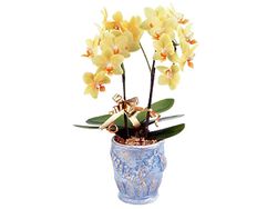 Mini-Phalaenopsis