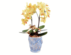 Mini-Phalaenopsis