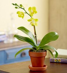 Mini Phalaenopsis Orchid 