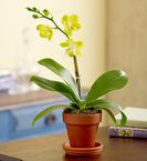 Mini Phalaenopsis Orchid 