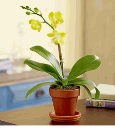 Mini Phalaenopsis Orchid 