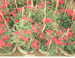 Mini rose 2 pots