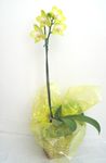 Mini Yellow Orchids Plant
