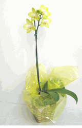 Mini Yellow Orchids Plant